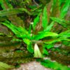 Cryptocoryne_wendtii.jpg