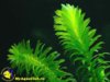 Elodea_densa_01.jpg