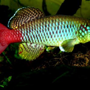 Notobranhius guentheri zanzibar