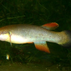 Rivulus cylindraceus