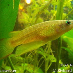 Apl lineatus gold..jpg