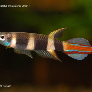 Pseudep_annulatus_CI_2003_M_crw_6014_1_640.jpg