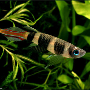 Pseudepiplatys%20annulatus%2001.jpg