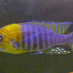 Aulonocara spec. \'chitande type north Nkhata Bay\'.jpg