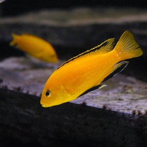 Labidochromis.jpg