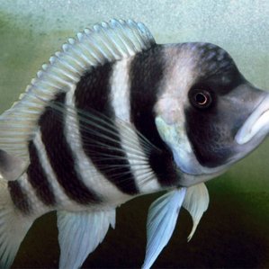 Cyphotilapia gibberosa Blue Mpimbwe.jpg