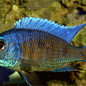 Copadichromis borleyi \'eastern\'.jpg