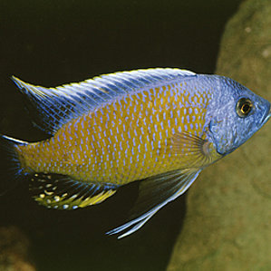 Copadichromis borleyi \'Namalenjе\'.jpg