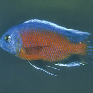 Copadichromis borleyi \'Kadango\'.jpg