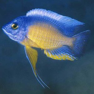 Copadichromis borleyi \'Mara Point\'.jpg