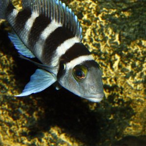 Neolamprologus tretocephalus.jpg