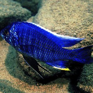 Copadichromis spec. \'Kawanga\'.jpg