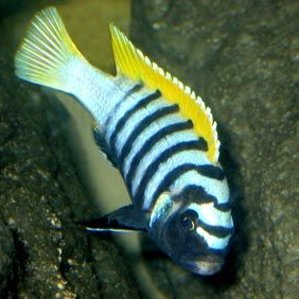 Cynotilapia afra \'Jalo Reef\'.jpg