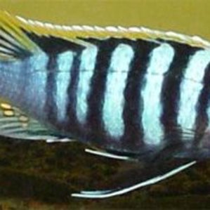 Cynotilapia afra \'Likomae\'.jpg