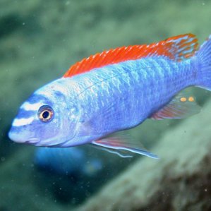 Labeotropheus trewavasae \'Thumbi West\'.jpg