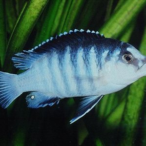 Labidochromis chisumulae.jpg