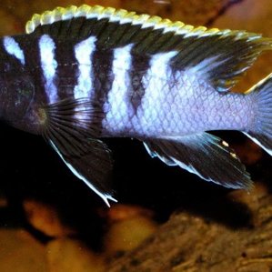 Labidochromis spec. \'Mbamba\'.jpg