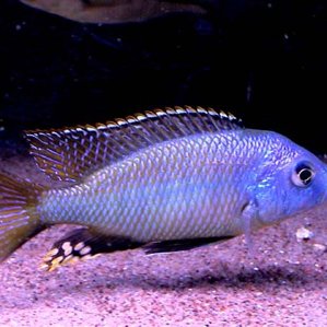 Hemitaeniochromis spilopterus.jpg