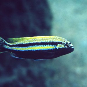 Melanochromis auratus.jpg