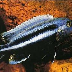 Melanochromis chipokae.jpg