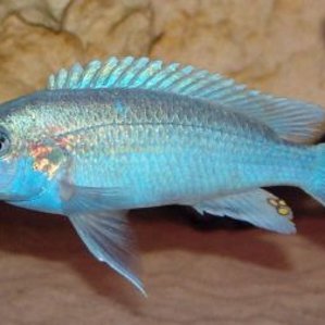 Melanochromis lepidophage.jpg