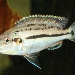 Melanochromis lepidophage2.jpg