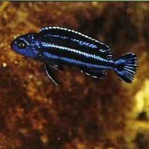 Melanochromis maingano2.jpg