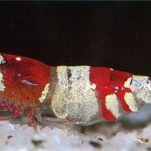 Креветка-пчела Crystal Red / Caridina cf. cantonensis