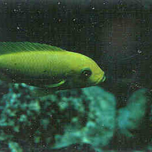 Pseudotropheus estherae RB (Raritet) 2.jpg