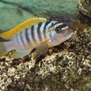 Pseudotropheus zebra \'red dorsal red chin Lundo\'.jpg