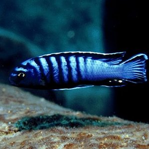 Pseudotropheus elongatus \'ornatus Likoma\'.jpg