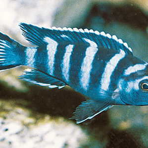 Pseudotropheus demasoni.jpg