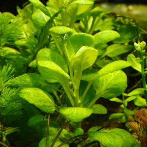 Lobelia cardinalis