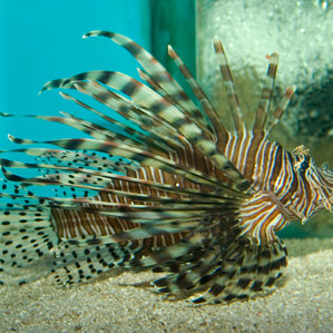 Pterois miles