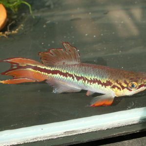 Fp.deltaensis.jpg