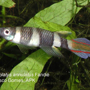 Pseudoepiplatys_annulatus_Fandie_10.jpg