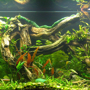 Akvarium