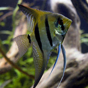 Pterophyllum