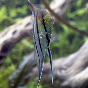 Pterophyllum