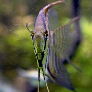 Pterophyllum