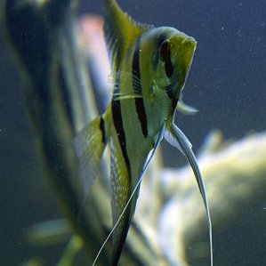 Pterophyllum