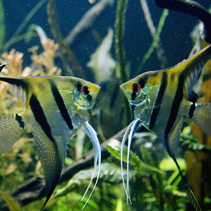 Pterophyllum