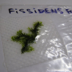 fissidens