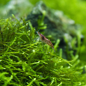 Neocaridina heteropoda var. red