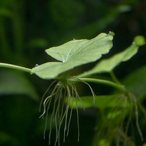 Cardamine lyrata