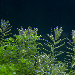 Rotala indica