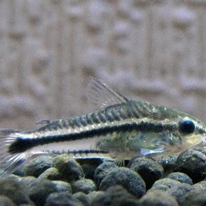 Сомик пигмей (Corydoras pygmaeus)