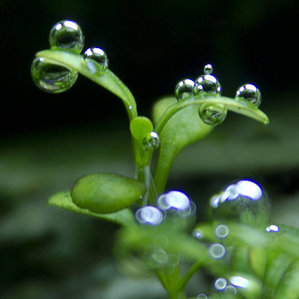 Glossostigma elatinoides