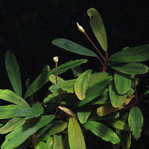 Bucephalandra sp. Green Blue Velvet, Sokan