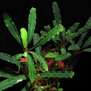 Bucephalandra sp. Tebakang